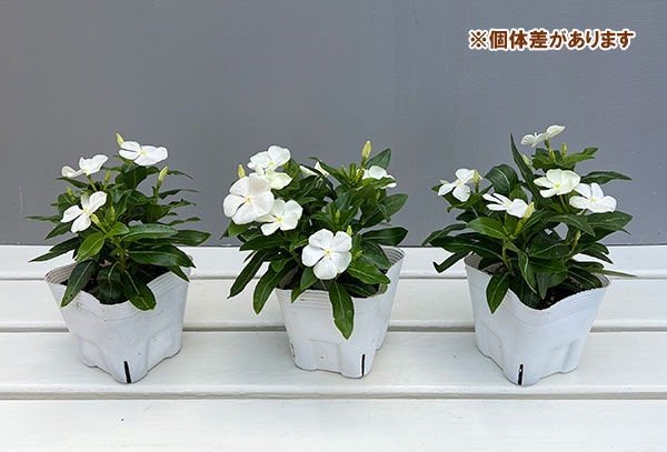 園芸ネット本店｜ニチニチソウ：ゆずあいす3.5号ポット の通販【公式】
