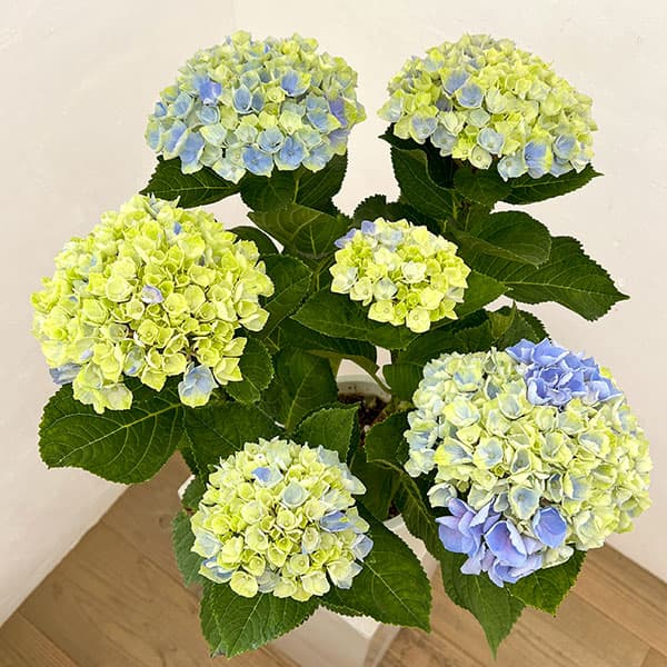 アジサイ:マジカルアメジスト(ブルー)5号鉢植え