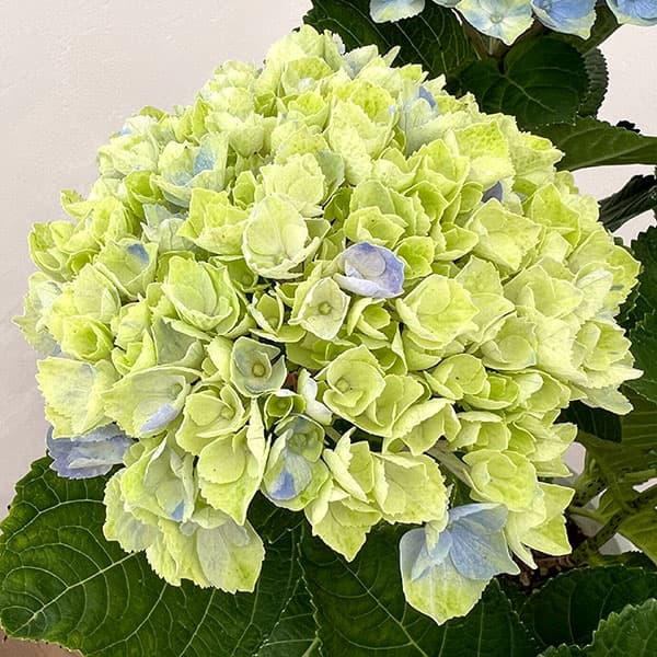 アジサイ:マジカルアメジスト(ブルー)5号鉢植え