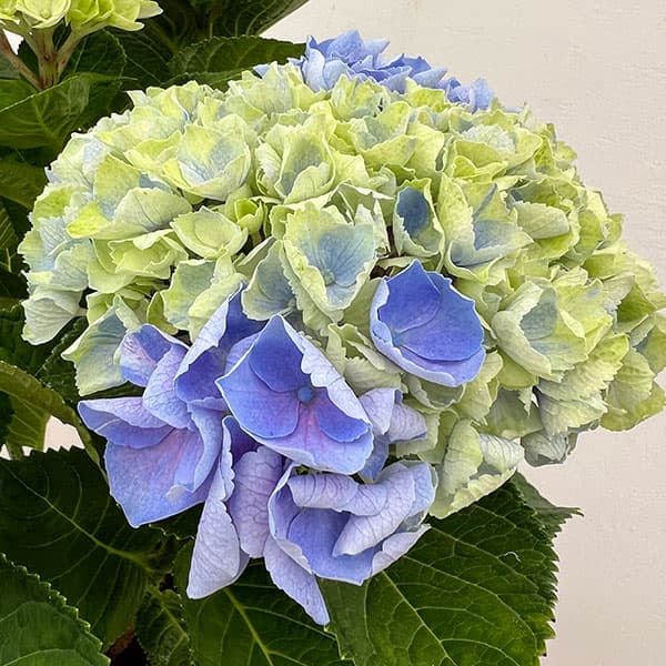 園芸ネット本店｜アジサイ：マジカルアメジスト（ブルー）5号鉢植え の