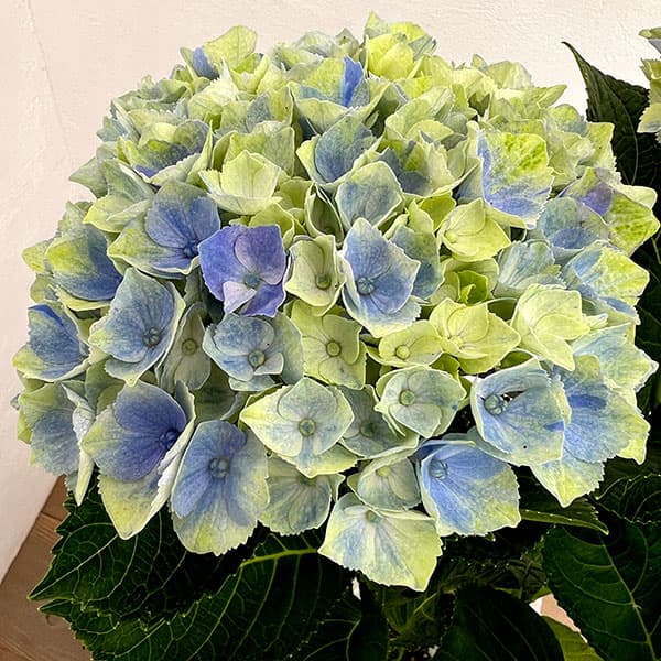 園芸ネット本店｜アジサイ：マジカルアメジスト（ブルー）5号鉢植え の