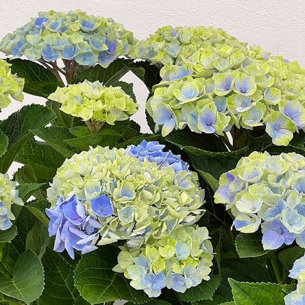 アジサイ:マジカルアメジスト(ブルー)5号鉢植え