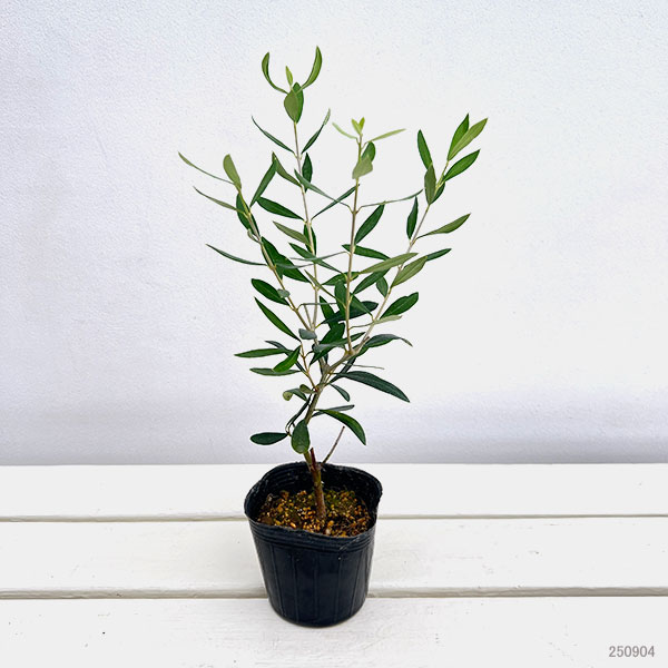 オリーブ：エルグレコ 3-3.5号ポット