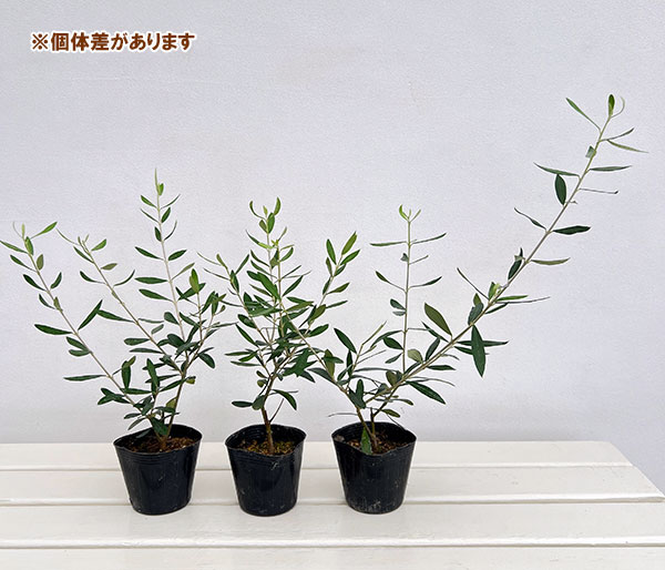 オリーブ：エルグレコ 3-3.5号ポット