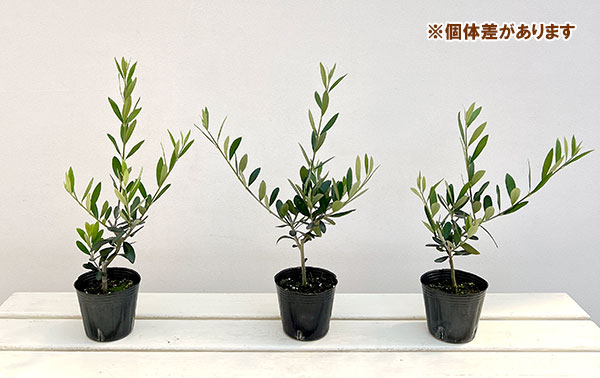 園芸ネット本店｜オリーブ：エルグレコ 3-3.5号ポット の通販【公式】