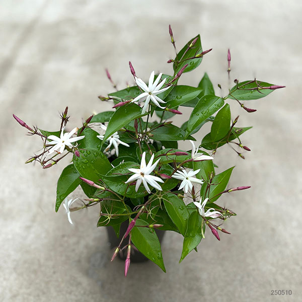 ジャスミン:エンジェルウイング4.5号ポット