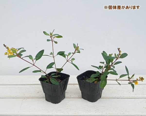 キントラノオ3号ポット