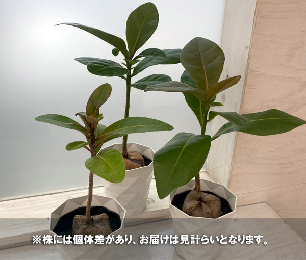 バーリングトニア(ゴバンノアシ) 4号