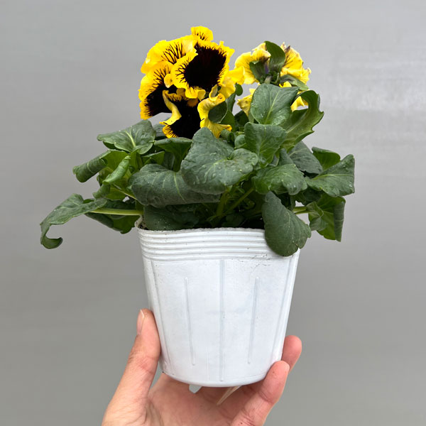 パンジー：絵になるスミレ：ソレイユ3.5号ポット