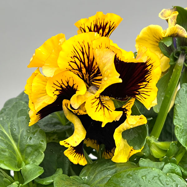 パンジー：絵になるスミレ：ソレイユ3.5号ポット