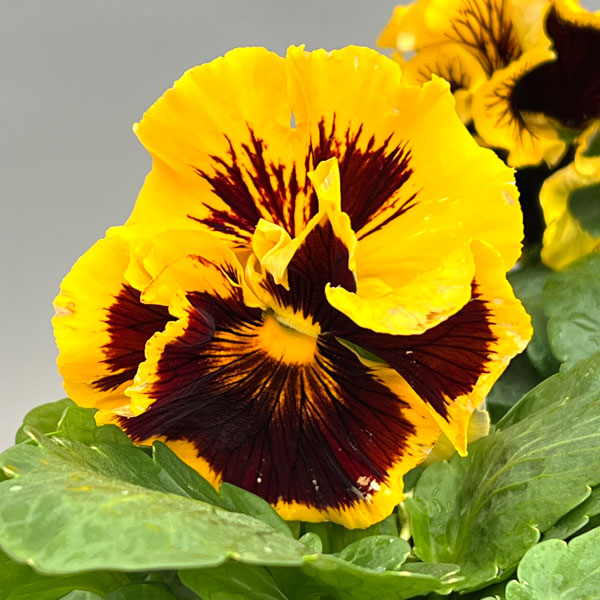 パンジー：絵になるスミレ：ソレイユ3.5号ポット