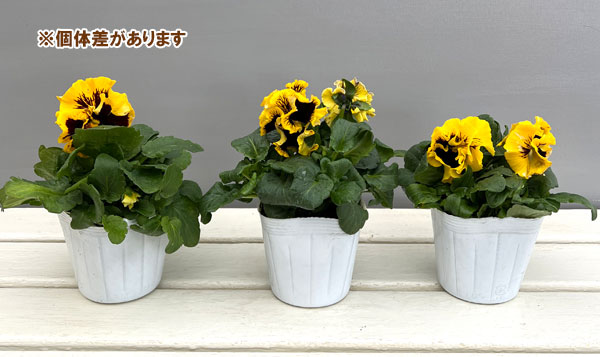 パンジー：絵になるスミレ：ソレイユ3.5号ポット