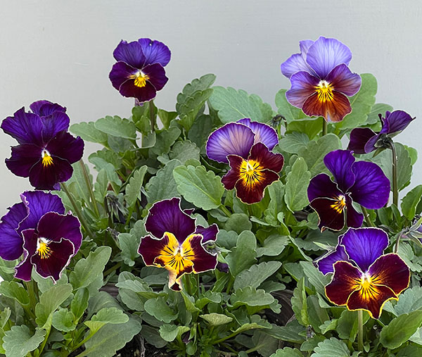 ビオラ:フレアーブルークラシック3号ポット