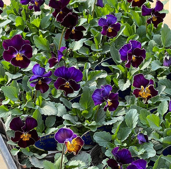 ビオラ:フレアーブルークラシック3号ポット