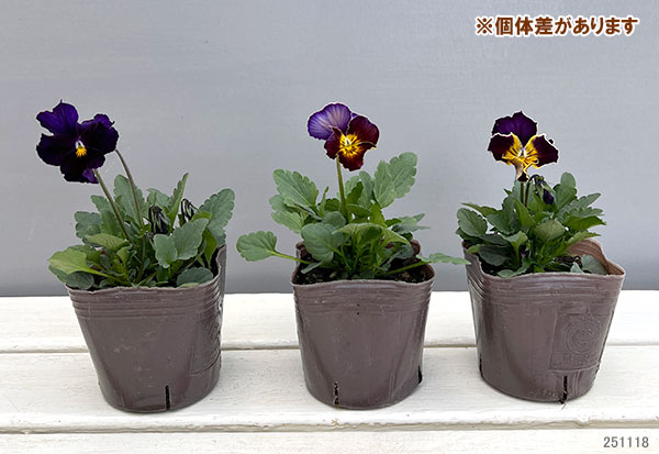 ビオラ:フレアーブルークラシック3号ポット