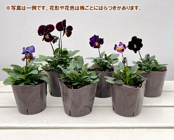 ビオラ:フレアーブルークラシック3号ポット