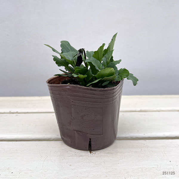 ビオラ:フレアーブルークラシック3号ポット