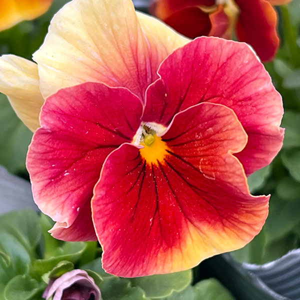 [送料無料]うえたコレクションビオラ：レインボーウェーブアプリコットローズビーコン3.5号ポット 24株セット