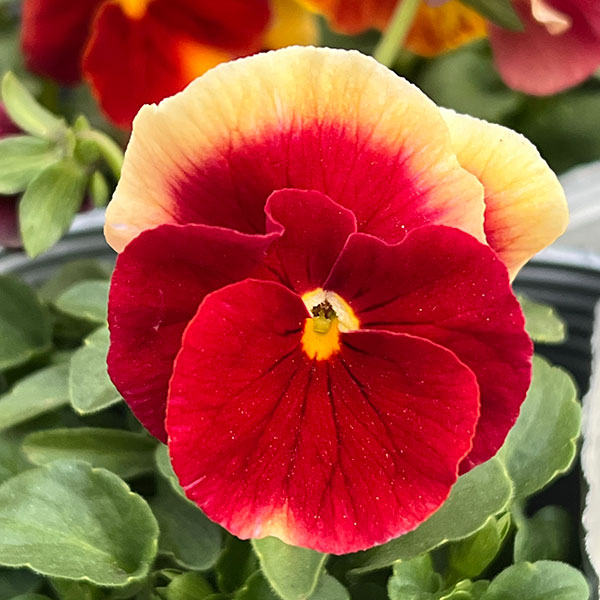 [送料無料]うえたコレクションビオラ：レインボーウェーブアプリコットローズビーコン3.5号ポット 24株セット