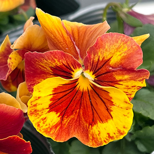 [送料無料]うえたコレクションビオラ：レインボーウェーブアプリコットローズビーコン3.5号ポット 24株セット