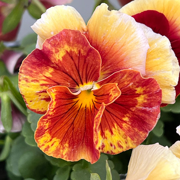 [送料無料]うえたコレクションビオラ：レインボーウェーブアプリコットローズビーコン3.5号ポット 24株セット