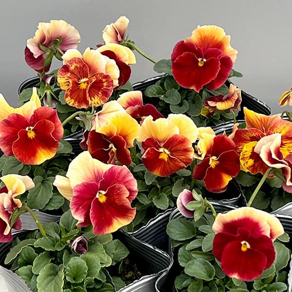 [送料無料]うえたコレクションビオラ：レインボーウェーブアプリコットローズビーコン3.5号ポット 24株セット