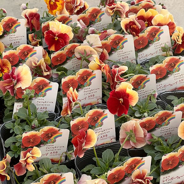 [送料無料]うえたコレクションビオラ：レインボーウェーブアプリコットローズビーコン3.5号ポット 24株セット