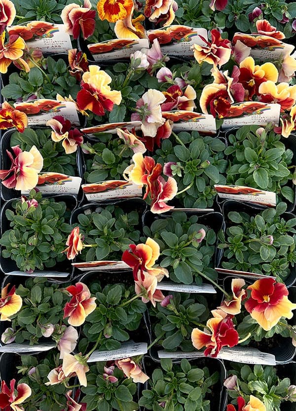 [送料無料]うえたコレクションビオラ：レインボーウェーブアプリコットローズビーコン3.5号ポット 24株セット