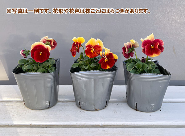 [送料無料]うえたコレクションビオラ：レインボーウェーブアプリコットローズビーコン3.5号ポット 24株セット