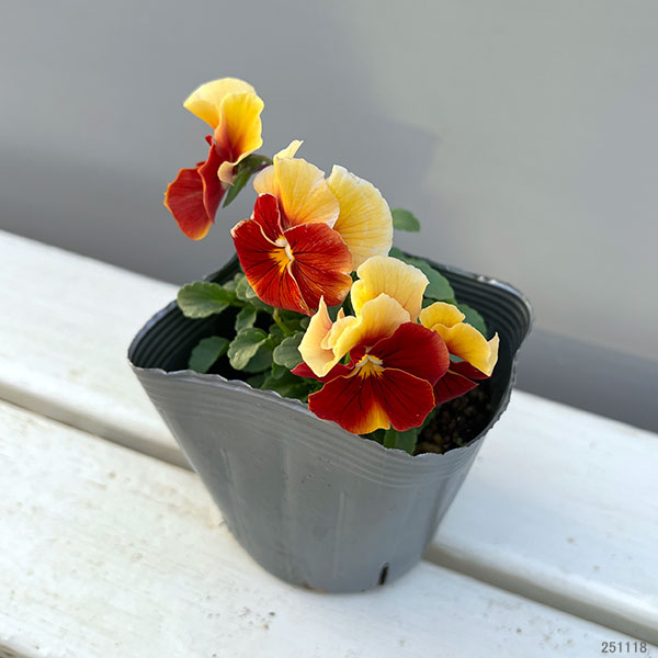 [送料無料]うえたコレクションビオラ：レインボーウェーブアプリコットローズビーコン3.5号ポット 24株セット