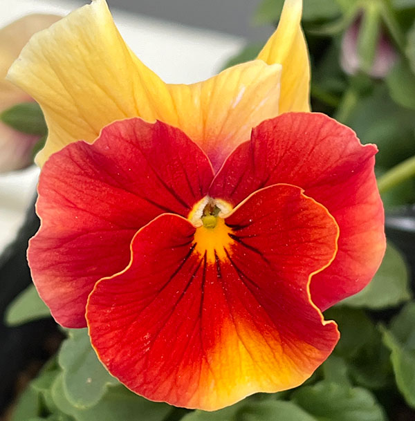 [送料無料]うえたコレクションビオラ：レインボーウェーブアプリコットローズビーコン3.5号ポット 24株セット