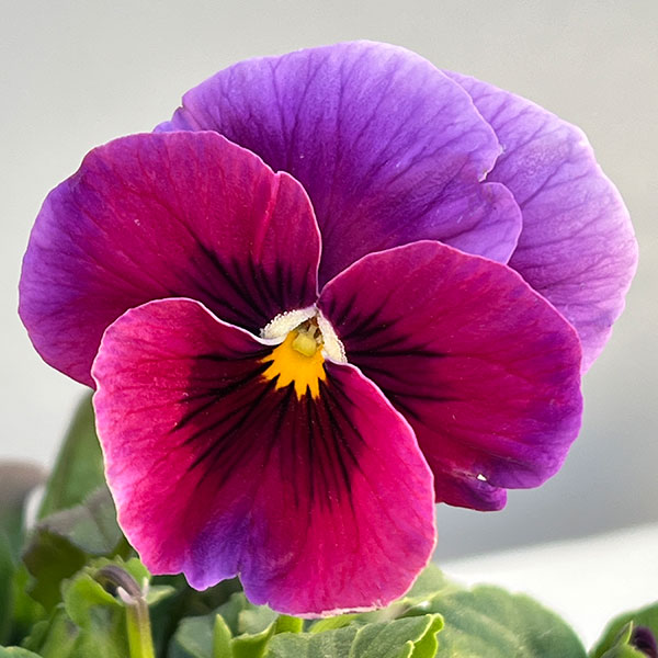 うえたコレクションビオラ：レインボーウェーブUSA3.5号ポット 6株セット