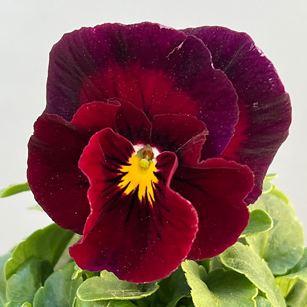 うえたコレクションビオラ：レインボーウェーブUSA3.5号ポット 6株セット