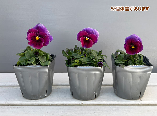 うえたコレクションビオラ：レインボーウェーブUSA3.5号ポット 6株セット