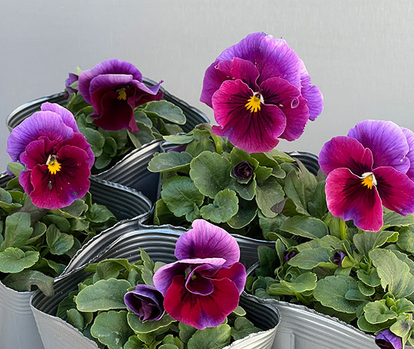 うえたコレクションビオラ：レインボーウェーブUSA3.5号ポット 6株セット