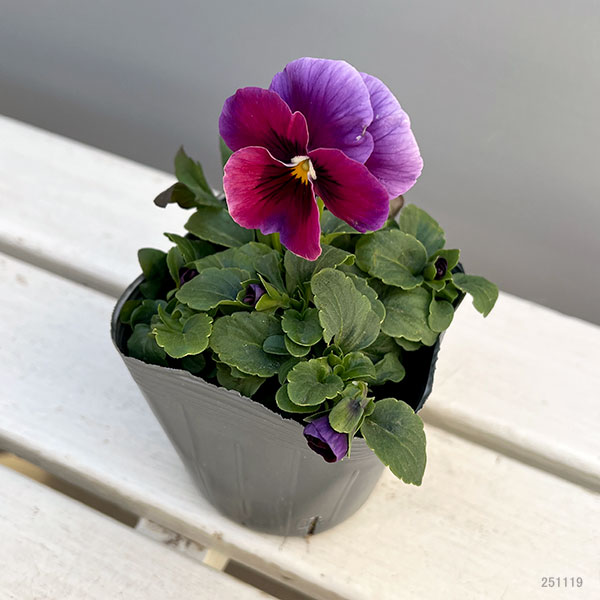 うえたコレクションビオラ：レインボーウェーブUSA3.5号ポット 6株セット