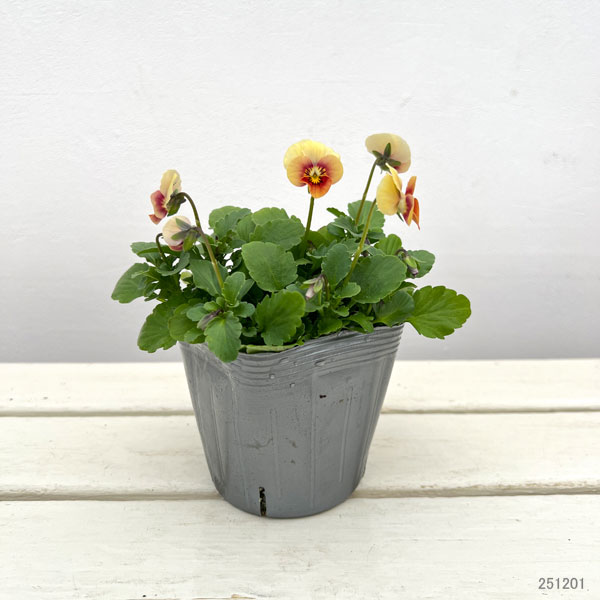 見元園芸さんのビオラ：ピーチランド3-3.5号ポット 6株セット