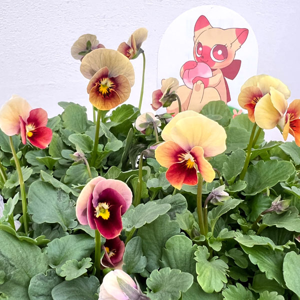 見元園芸さんのビオラ：ピーチランド3-3.5号ポット 6株セット