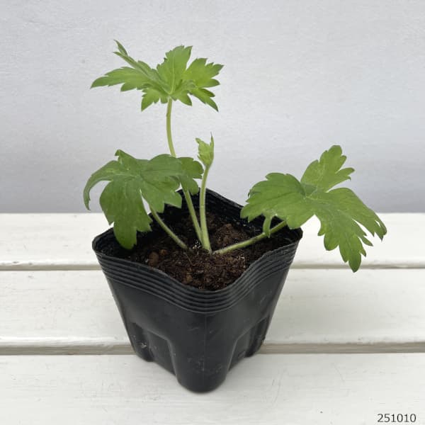 デルフィニウム:ギネバー3.5号ポット