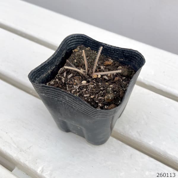 デルフィニウム：ギネバー3.5号ポット 4株セット