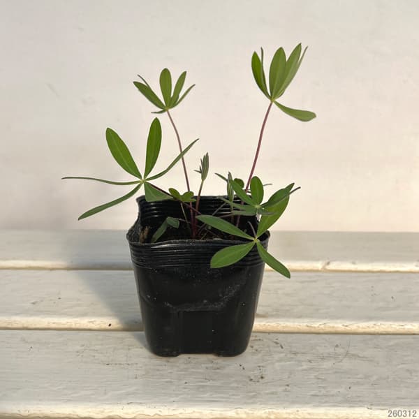 宿根ルピナス:ペレニス3.5号ポット 3株セット