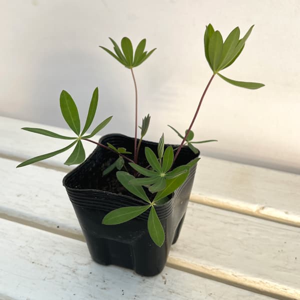 宿根ルピナス:ペレニス3.5号ポット 3株セット