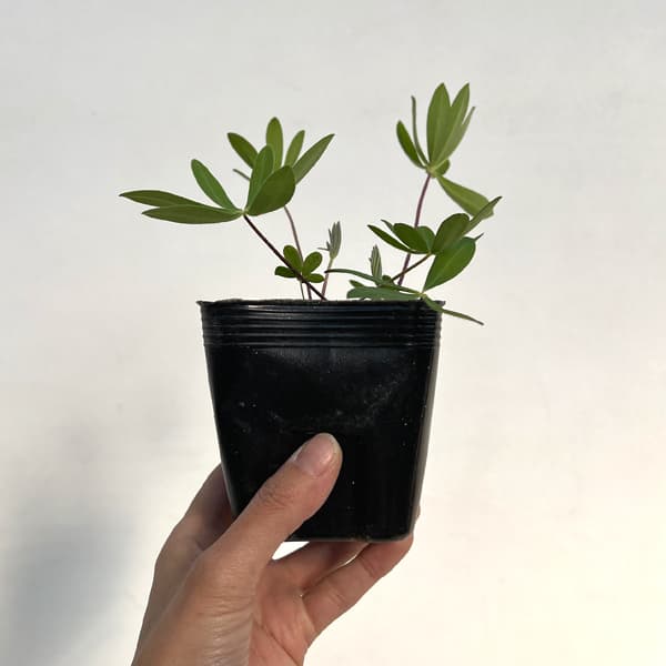 宿根ルピナス:ペレニス3.5号ポット 3株セット