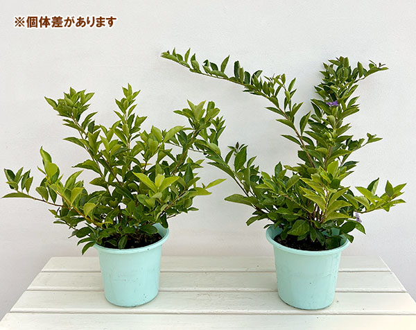 ニオイバンマツリ 6号鉢植え