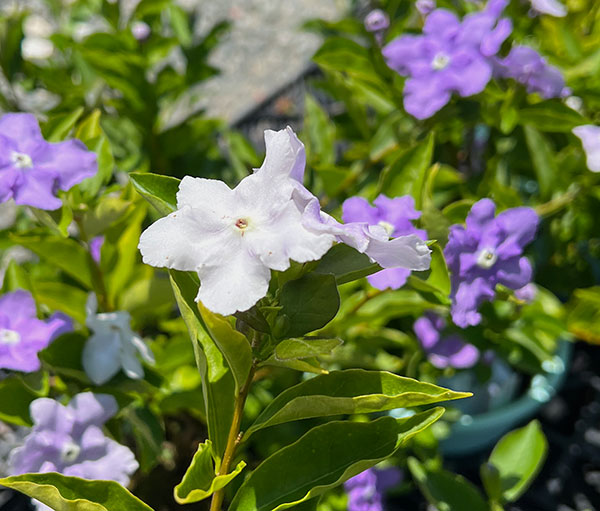 ニオイバンマツリ 6号鉢植え