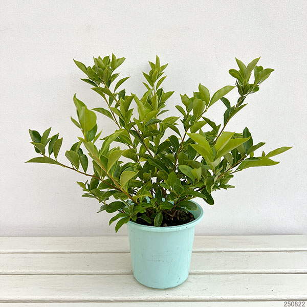 ニオイバンマツリ 6号鉢植え