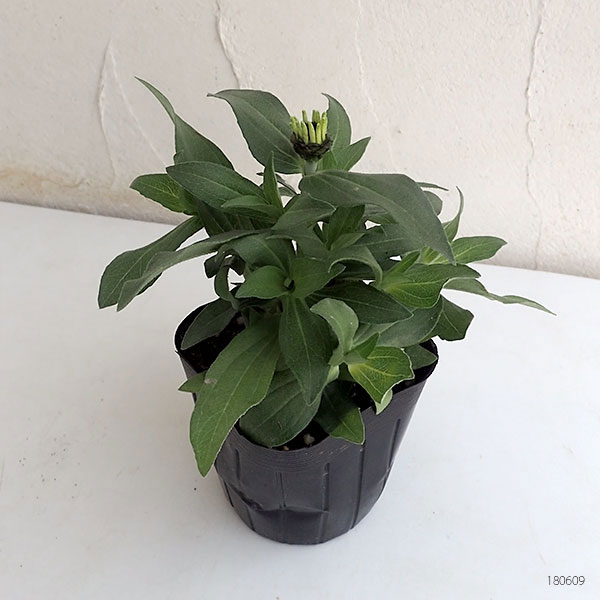 ジニア:ザハラ ホワイト3号ポット 6株セット