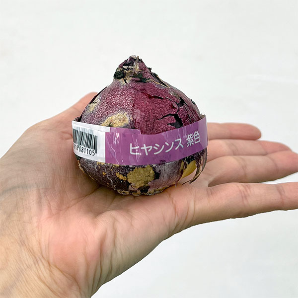 ヒヤシンス:パープルプライド 5球セット