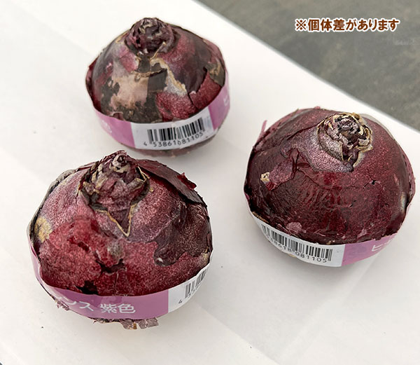 ヒヤシンス:パープルプライド 5球セット