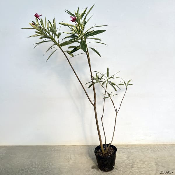 キョウチクトウ(夾竹桃):斑入り桃花5号ポット